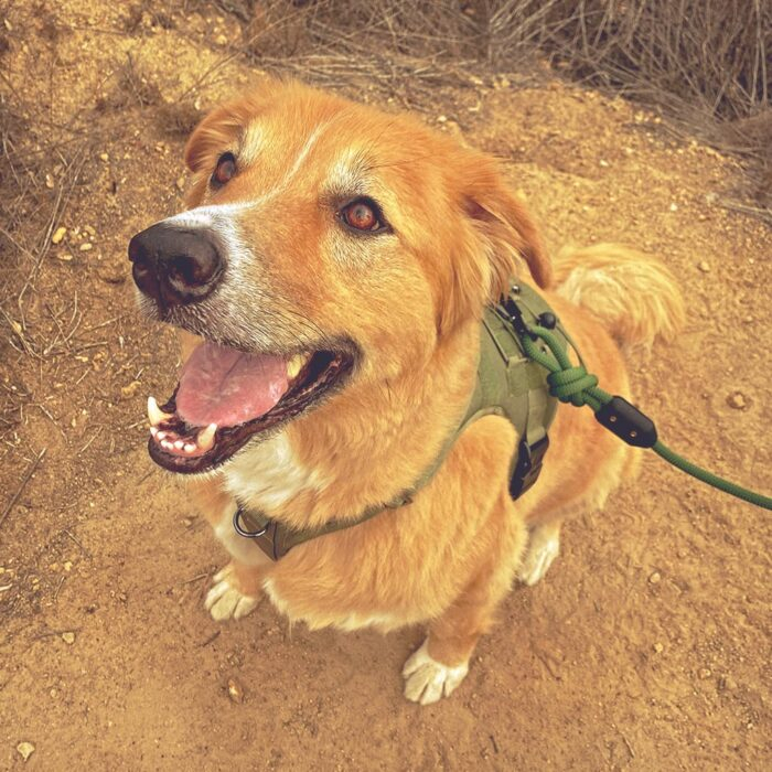 Overland Dog Leash - Image 3