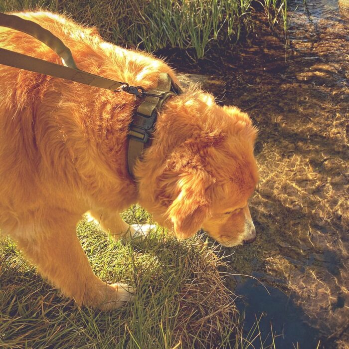 Scout Dog Collar & Leash - Image 5