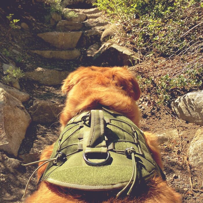 Sequoia Dog Harness - Image 4