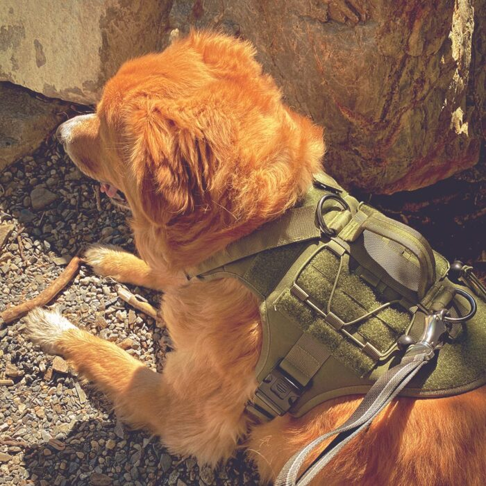 Sequoia Dog Harness - Image 5